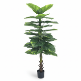 Artificial Wide Money Plant decor - 5.5 ft (160 cm)